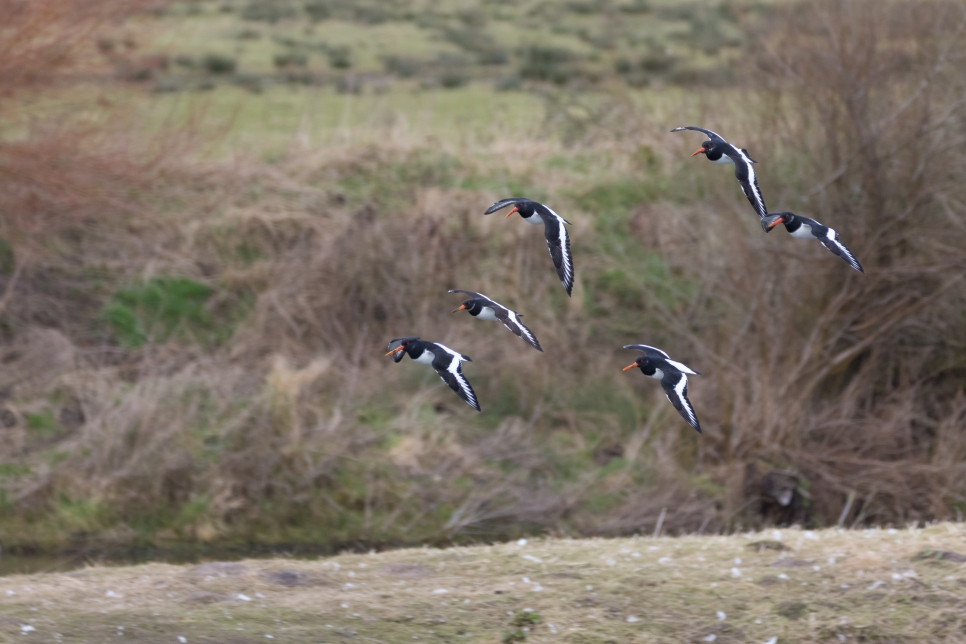 Latest Sightings